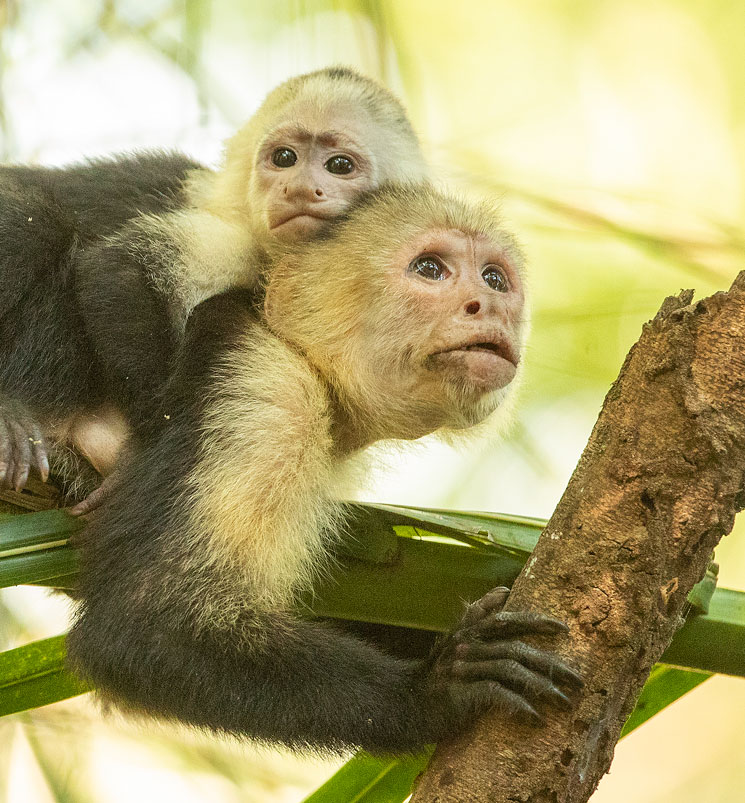 Costa Rica y el oro verde Costa Rica y el oro verde